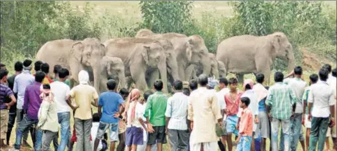  ?? SANJOY DEY/HT FILE ?? Villagers surround a herd of wild elephants that strayed into Sonahatu village under Bundu block in Ranchi district in June 2015.