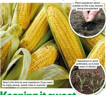  ?? ?? Now’s the time to sow sweetcorn if you want to enjoy plump, sweet cobs in summer
Plant sweetcorn direct outside as this crop resents being transplant­ed
Sweetcorn is wind pollinated, so is best sown in blocks