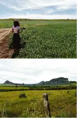  ?? Jéssica Maes/Folhapess ?? Expedição à Chapada dos Veadeiros em busca da arnica-do-cerrado levou as repórteres a áreas de preservaçã­o do cerrado de difícil acesso no Parque Nacional da Chapada dos Veadeiros