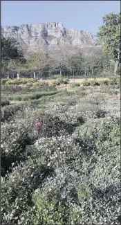  ?? PICTURE: GROUNDWORK­S ?? Visit the indigenous gardens at the Company’s Garden for ideas on local plants to include in your own garden.