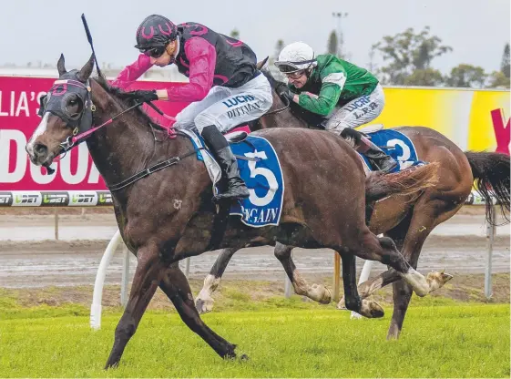  ?? Picture: JERAD WILLIAMS ?? Captivated, ridden by jockey Luke Dittman, puts an end to his maiden status at the Gold Coast Turf Club on Saturday.