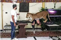  ??  ?? Ahsraf El-Helw, performs with Joumana, a 5-year-old African lioness, at his home.