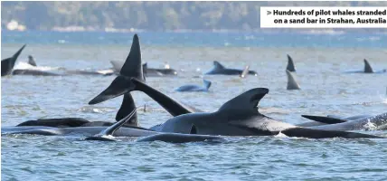  ??  ?? Hundreds of pilot whales stranded on a sand bar in Strahan, Australia