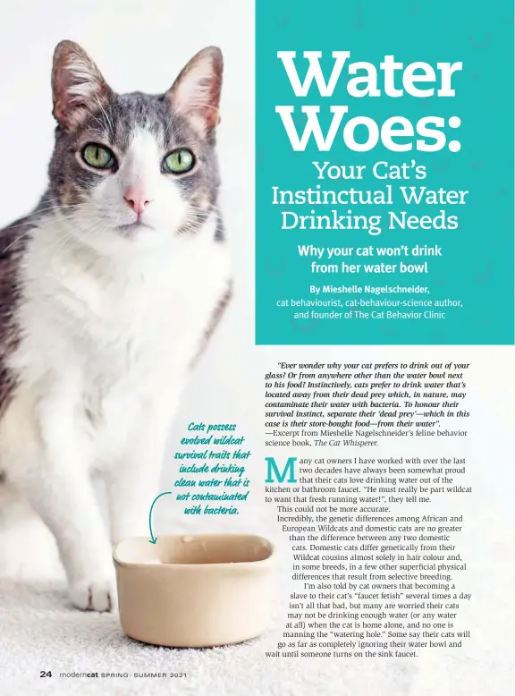  ?? ?? Cats possess evolved wildcat survival traits that include drinking clean water that is not contaminat­ed with bacteria.