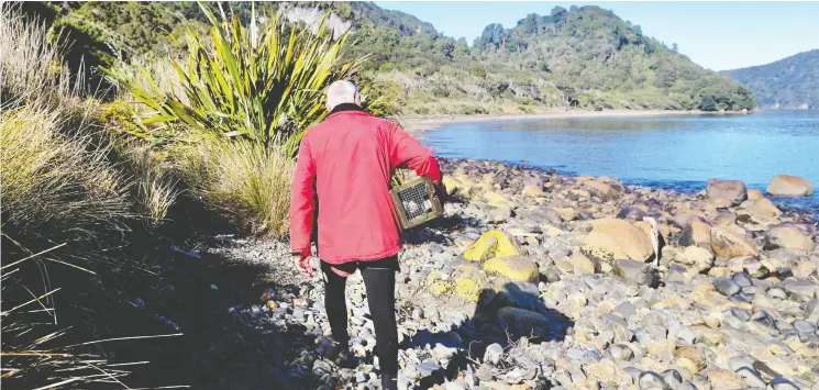  ?? PHOTOS: NAOMI ARNOLD/FOR THE WASHINGTON POST ?? Ali King, who leads the South West New Zealand Endangered Species Charitable Trust, carries a stoat trap on Preservati­on Inlet.