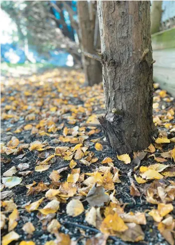  ?? JESSICA DAMIANO/AP ?? A layer of fallen leaves will decompose over winter to provide nourishmen­t for trees and future plantings.