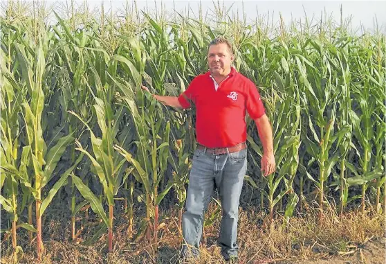  ?? CREDITO ?? Potente. El maíz representa el 30% de la rotación. La última campaña fertilizó con guano de pollo y obtuvo rendimient­os de 12 toneladas por ha.