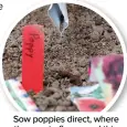  ?? ?? Sow poppies direct, where they are to flower and thin out once seedlings emerge