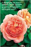  ??  ?? “I always give my mum a rosebush for her birthday. It’s nice to give a David Austin rose – they’re old English roses.”