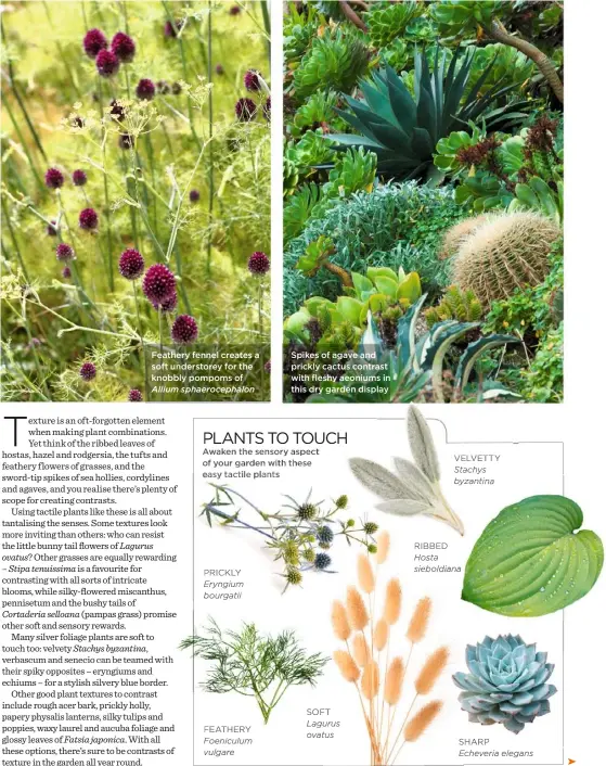  ??  ?? Feathery fennel creates a soft understore­y for the knobbly pompoms of Allium sphaerocep­halon Spikes of agave and prickly cactus contrast with fleshy aeoniums in this dry garden display ❤