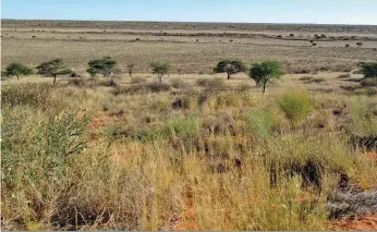  ?? FOTO: ALBERT VAN EEDEN ?? Die aanplant van inheemse bome en struike sal die drakrag van die veld in die Kalahari verbeter. Aangeplant­e weiding kan ook oorweeg word.