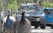  ?? AL DIAZ — MIAMI HERALD VIA AP, FILE ?? Peacocks could soon be on the outs in some Miami-Dade neighborho­ods after the county commission agreed to loosen a law protecting the birds.