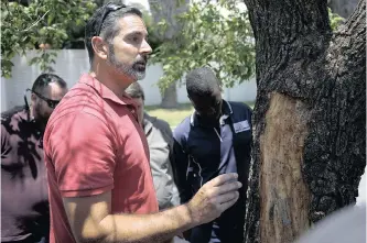  ?? MATTHEWS BALOYI African News Agency ?? TREE surgeon Julian Ortlepp inspects a diseased tree for borer beetle infestatio­n in Dunkeld West. (ANA)|