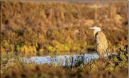  ?? ALLEN J. SCHABEN / LOS ANGELES TIMES ?? A Great Blue Heron looks out over the Los Cerritos Wetlands in Long Beach in this file image. A study says that salt marshes in California will vanish in less than a century.