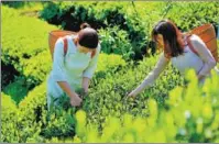  ?? ZHOU DESHU / FOR CHINA DAILY ?? Tourists have a taste of tea leaf picking at a plantation in Anhua county, Hunan province, last month.