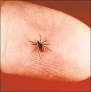  ?? Getty Images ?? A deer tick. U.S. Rep. Christophe­r Smith, a Republican from New Jersey, introduced an amendment to the House’s defense authorizat­ion bill on July 11, calling for an investigat­ion into whether the Department of Defense experiment­ed with ticks for potential use as weapons of biological warfare between 1950 and 1975.