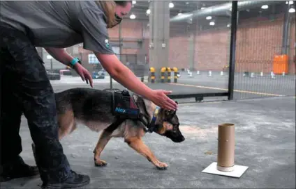  ?? Photo: Deaan Vivier/netwerk24 ?? Putting a nose to it: Training a dog to sniff out drugs and weapons can cost between R2 500 and R18 000.