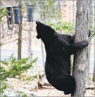  ??  ?? A bear climbs a tree to get to a bird feeders outside a Brookfield home in April.