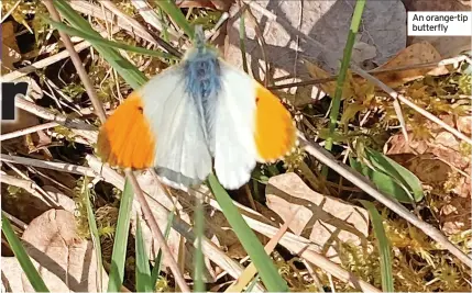  ?? ?? An orange-tip butterfly