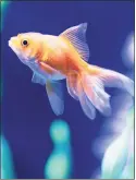  ?? Maritime Aquarium / Contribute­d photo ?? A new exhibit at the Maritime Aquarium in Norwalk called “Think You Know Goldfish?” will cover the cultural history of the fish, as well as debunk misconcept­ions and explain proper care practices.