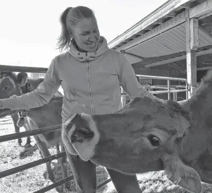  ?? ASHLEY THOMPSON • SALTWIRE NETWORK ?? My Girl, a friendly Brown Swiss, enjoys a scratch from Annapolis Valley dairy producer Kate Mee at Prospect Dairy Farms Ltd in the Annapolis Valley.