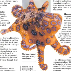  ??  ?? The blue-ringed octopus is truly venomous.