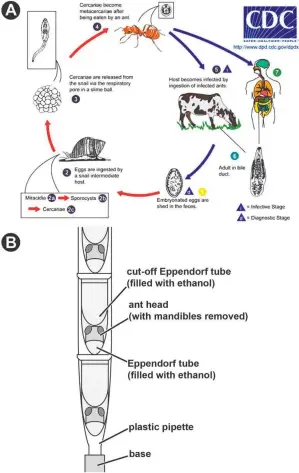  ?? [SUBMITTED] ?? A) Illustrati­on of the lifecycle of Dicrocoeli­um dendriticu­m, image from the CDC (Centers for Disease Control and Prevention). (B) Schematic illustrati­on of the setup used to scan specimens.