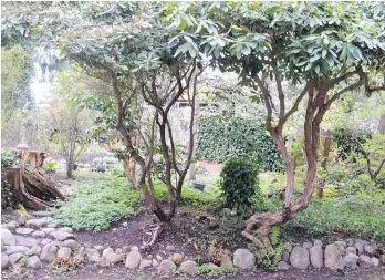  ?? HELEN CHESNUT PHOTOS ?? Left: To create a “see-through” look into other parts of a garden, these rhododendr­ons have had their lowest growth removed. Right: A compact, mounded rhododendr­on blooms at the base of a large camellia.