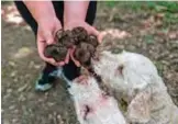  ??  ?? Truffle hunter Evgjeni Pano shows truffles (tuber aestivum) to her dogs in the countrysid­e of Peshtan near the city of Fier.