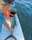  ?? Picture: CAPMARINE ?? CAPE RELEASE: Measuring a tagged tuna before release