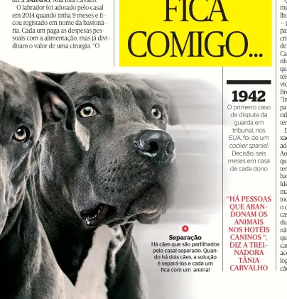  ??  ?? Separação Há cães que são partilhado­s pelo casal separado. Quando há dois cães, a solução é separá-los e cada um fica com um animal