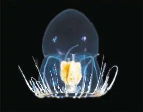  ??  ?? Indispensa­ble à la vie des océans, le zooplancto­n est lui aussi menacé.