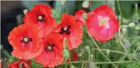  ?? SALLY TAGG/NZ GARDENER ?? Flanders poppies are a symbol of Anzac Day.