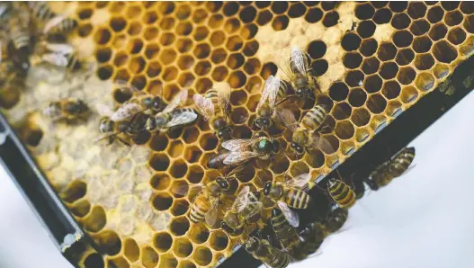  ?? PHOTOS: MARLENA SLOSS/THE WASHINGTON POST ?? Brenna Maloney holds up a frame with the queen bee, dotted with green from the bee seller, during a hive inspection at her home.