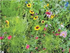  ?? FOTO: HAUKE-CHRISTIAN DITTRICH/DPA ?? Blühende Pracht im Garten: Wer sich das wünscht, kann mit Samenbombe­n nachhelfen.