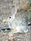  ?? JON HAMMOND / FOR TEHACHAPI NEWS ?? A Desert Cottontail rabbit is happy that a little moisture and warming temperatur­es have begun to spur new vegetation.