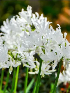  ?? ?? TOP LEFT White nerines grow easily both in the garden and in containers with very little maintenanc­e, and can flower better if the bulbs are a little pot-bound.