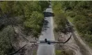  ?? David Levene/The Guardian ?? The project is creating winding corridors of cut branches through the commons, with 100 metres of low, solid fencing to funnel the snakes to each tunnel entrance. Photograph: