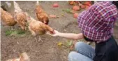  ??  ?? The answer to overproduc­tion can often be as simple as feeding the excess crops to your chickens.