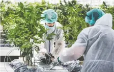  ?? PETER J. THOMPSON/FILES ?? Canntrust says it plans to regain compliance with Health Canada through steps such as a strengthen­ed operations framework. Its licence was suspended due to illegal growing.