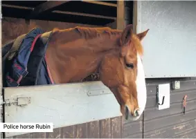  ??  ?? Police horse Rubin