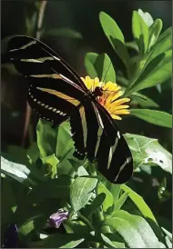  ?? (TNS/Norman Winter) ?? This Zebra longwing butterfly has found valuable nectar in the Lady Godiva Orange calendulas.