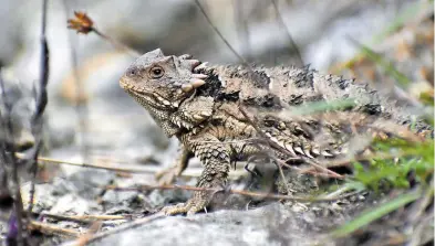  ?? / LUIS RODRÍGUEZ ?? En el Parque Sierra Morelos se han encontrado reptiles y aves