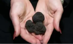  ?? DAVID NICOLL/THE ASSOCIATED PRESS FILE PHOTO ?? South African-grown black truffles should fetch the equivalent of about $2,200 per kilogram — a promising new business for the country.