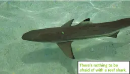  ??  ?? There’s nothing to be afraid of with a reef shark.