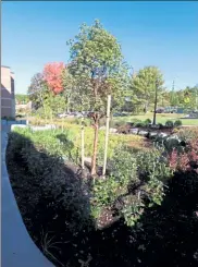  ?? JULIA MALAKIE / LOWELL SUN ?? Rivier University's new Science and Innovation Center includes this rain garden outside the building and will also serve as a botany lab.