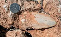  ?? PHOTO: UNIVERSITY OF WESTERN AUSTRALIA ?? The location of the fossilised Megalodon tooth in Cape Range National Park was known to only a few people. Park rangers suspect it was stolen by an amateur collector or for sale on the black market.