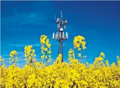  ??  ?? Silence is golden: a mobile phone mast surrounded by oilseed rape on the South Downs