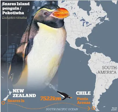 Happy feat as NZ Snares penguin makes way to Chile - PressReader