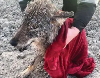  ??  ?? Saved by a whisker: The wolf is wrapped in a blanket after its icy ordeal